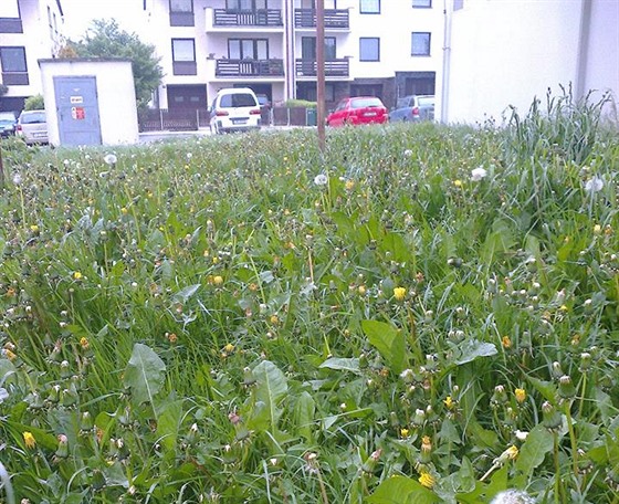 Letos na pelomu jara a léta si lidé ve áe stovali na neposekanou trávu. Kvli protahujícímu se výbrovému ízení se se opozdila. To by se do budoucna u nemlo opakovat.