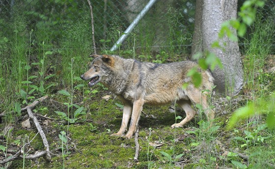 Jihlavská zoologická zahrada zaíná chovat vlky iberijské. Pivezla je z...