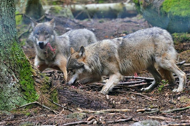 Na snímku jsou mladí vlci z loského vrhu.