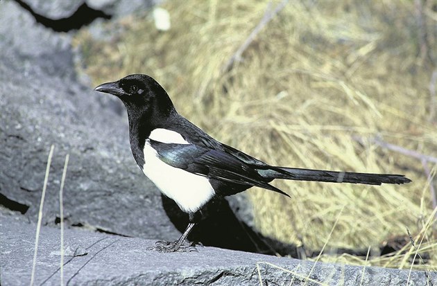 Straky se pesunuly do mst. Je jich u mnohem víc, ne ve volné krajin.