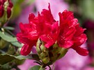 Ostravská zoologická zahrada se pyní esti tisíci exemplái rododendron.