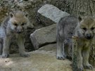 V brnnské zoo se díky novému alfa samci narodilo devt mláat vlk arktických.
