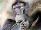 Píbh paviána Heika dodnes zajímá návtvníky brnnské zoo. Kdysi slavný...