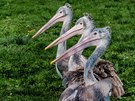 Mladí pelikáni skvrnozobí.