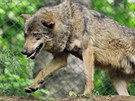 Jihlavská zoologická zahrada zaíná chovat vlky iberijské. Pivezla je z...