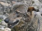 Jihlavská zoologická zahrada zaíná chovat vlky iberijské. Pivezla je z...