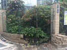 Pr�tr� mra�en strhla u Botanick� zahrady na Albertov� kus z�dky pod plotem...