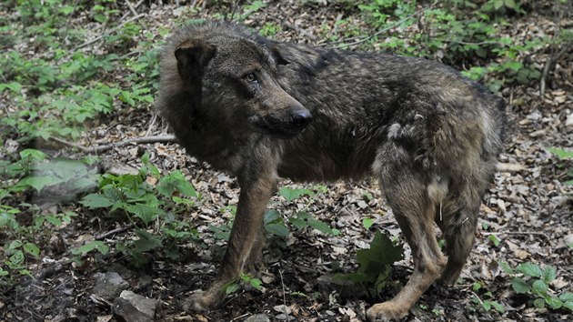 Jihlavská zoologická zahrada začíná chovat vlky iberijské. Přivezla je z Olomouce. V novém výběhu v pondělí odpoledne udělali první kroky.
