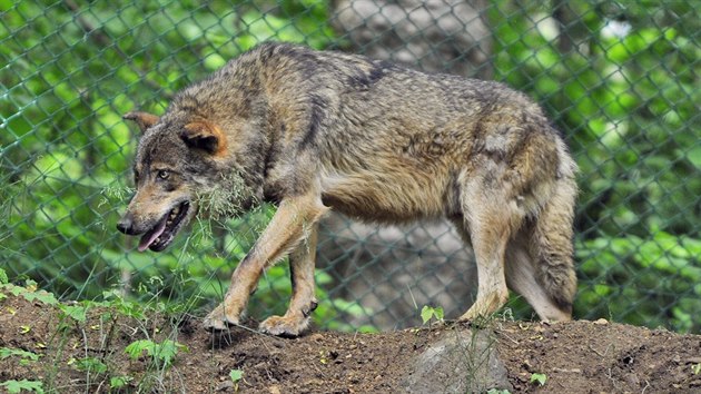 Jihlavská zoologická zahrada začíná chovat vlky iberijské. Přivezla je z Olomouce. V novém výběhu v pondělí odpoledne udělali první kroky.
