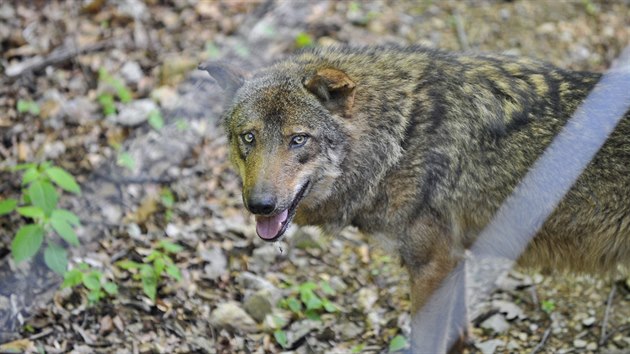 Jihlavsk zoologick zahrada zan chovat vlky iberijsk. Pivezla je z Olomouce. V novm vbhu v pondl odpoledne udlali prvn kroky.
