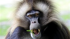 P�íb�h paviána Heika dodnes zajímá náv�t�vníky brn�nské zoo. Kdysi slavný...