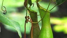 Pozvánka na maso�ravky do Botanické zahrady na Albertov�