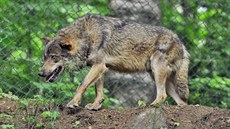 Jihlavská zoologická zahrada začíná chovat vlky iberijské. Přivezla je z...