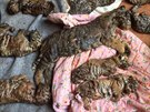 V thajském chrámu nalezly úřady 40 mrtvých tygřích mláďat. (1. 6. 2016)