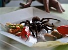 Ve Venezuele se s pavouky setkáte i ve vybrané gastronomii.