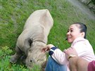 Nosoroí samici Eliku krmila v královodvorské Zoo vietnamská hvzda