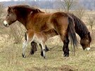 Jaro 2016 s milovickými híbaty divokých koní