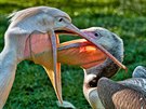 Krmení odrstajícího mládte u pelikána bílého.