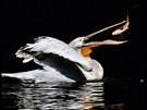 Umní, jak si správn natoit ivou rybu v zobáku, ovládá i pelikán kadeavý.