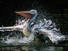 I pelikáni skvrnozobí milují vodu.