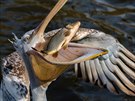 Zápas pelikána kadeavého s rybou.