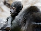 Malý gorilí sameek na zádech matky Shindy. 