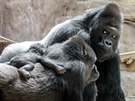 Gorilí rodiče pohromadě: matka Shinda s mládětem na zádech a stříbrohřbetý...