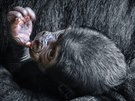 I gorilí mlád si umí cucat palec.