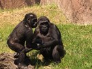 Gorily si v praské zoo uívaly slunený den.