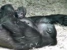 Gorilí máma Shinda s mládtem