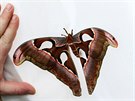 Attacus atlas, jeden z nejv�t��ch mot�l� sv�ta, byl v Karlov�ch Varech k vid�n�...