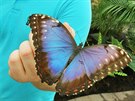 Modr� drahokam - Morpho peleides