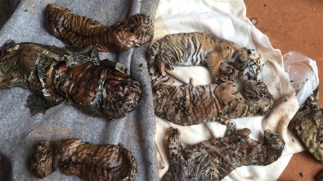 V thajskm chrmu nalezly ady 40 mrtvch tygch mlat. (1. 6. 2016)