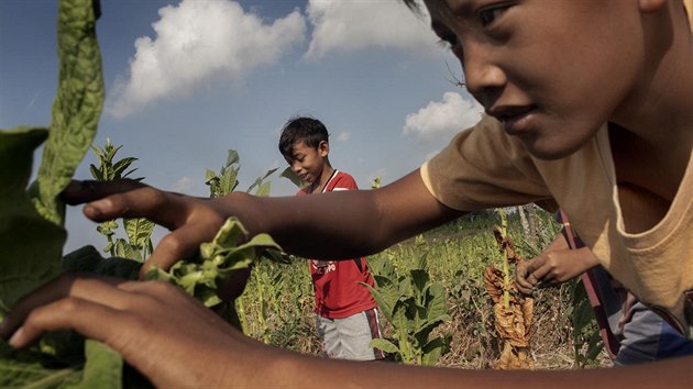 Organizace Human Rights Watch kritizuje lhostejn pstup tabkovch firem k otrock prci dt na plantch v Indonsii.