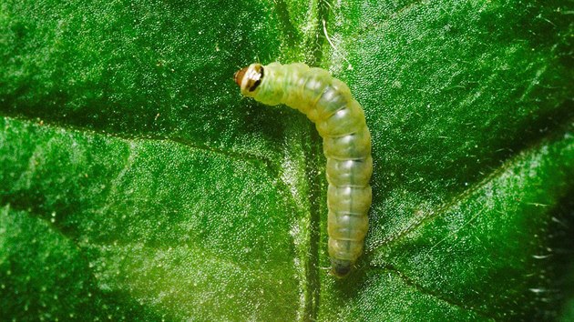 Larva motla Tuta absoluta