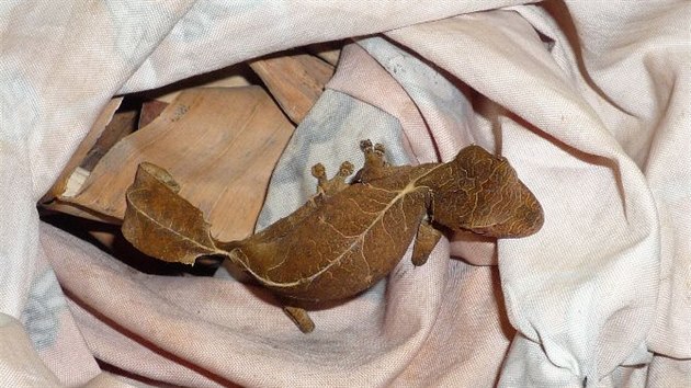 Jeden z gekon z Madagaskaru nalezen v zavazadlech paerka.