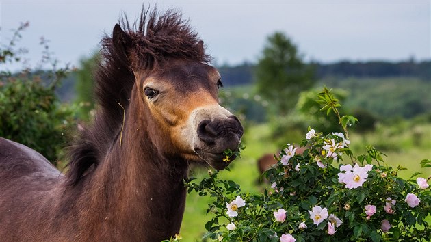 Divokým koním chutná i šípková růže, pastviny už tedy určitě šípky nezarostou.