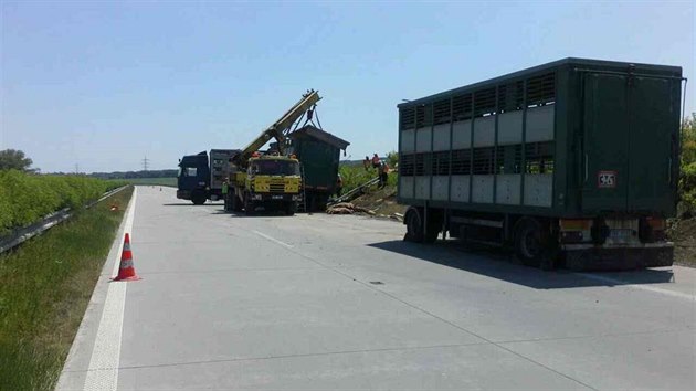 Kamion pevejc po dlnici D1 prasata sjel na Perovsku do pkopu. st zvat pot utekla do blzkho okol, zbyl bylo nutn peloit.