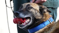 Psi hledali návykové látky během Mezinárodního mistrovství služebních psů celní...