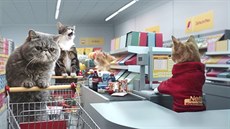 Netto-Katzen