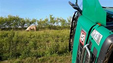 Kamion peváející po dálnici D1 prasata sjel na Perovsku do píkopu, ást...