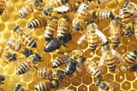 Tyto včely se chovají úplně jinak než všechny ostatní ze svého druhu.