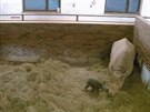 V královédvorské ZOO se narodilo mlád nosoroce dvourohého
