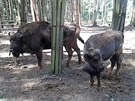 Olomouckou zoo u se prohání dalí malý zubr, druhý bhem msíce