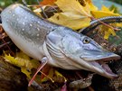 Ve tvrtek 16. ervna 2016 zaíná eským rybám sezona dravc. Mohou je lovit...
