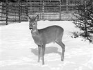 Srnec, první obyvatel olomoucké zoo v lednu 1955