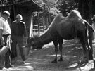 Velbloud se svým oetovatelem na historickém snímku z olomoucké zoo