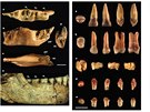 Vechny nálezy piazované hobitm Homo florensiensis z lokality Mata Menge....