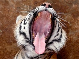 NEZÁJEM. Tygr zívá vedle selátka v tygí zoo v Thajské provincii Chonburi.