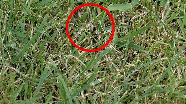 Plíseň kornatku poznáte podle narůžovělých lístků na trávě.